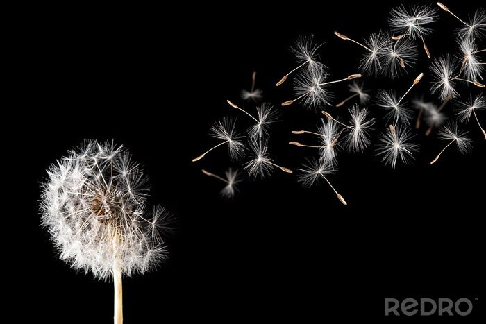 Fotobehang Paardenbloem met zaden