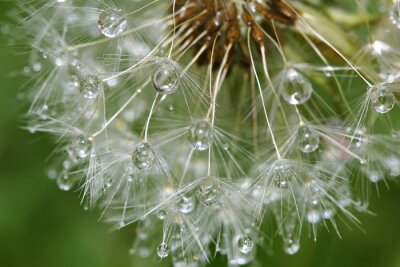 Fotobehang Paardenbloem na de regen