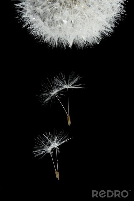 Fotobehang Paardenbloem ondersteboven