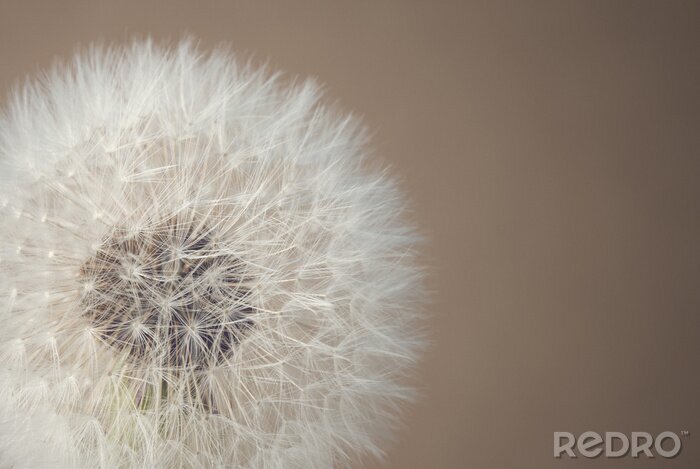 Fotobehang Paardenbloem op beige achtergrond