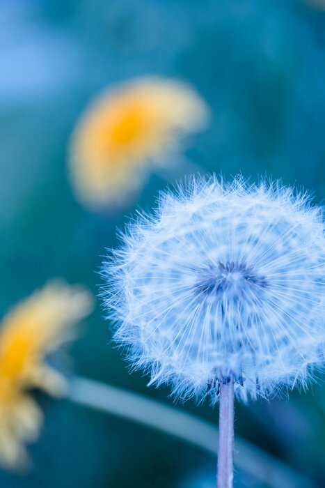Fotobehang Paardenbloem op een achtergrond van paardenbloemen