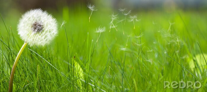 Fotobehang Paardenbloem op een groen gazon