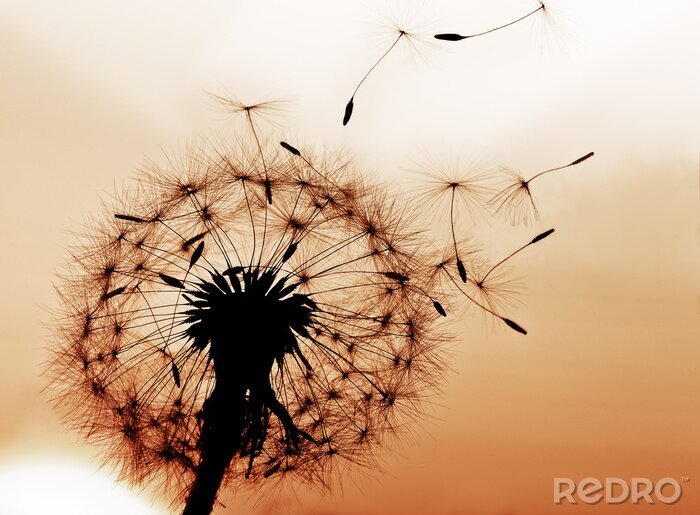 Fotobehang Paardenbloem op een oranje achtergrond
