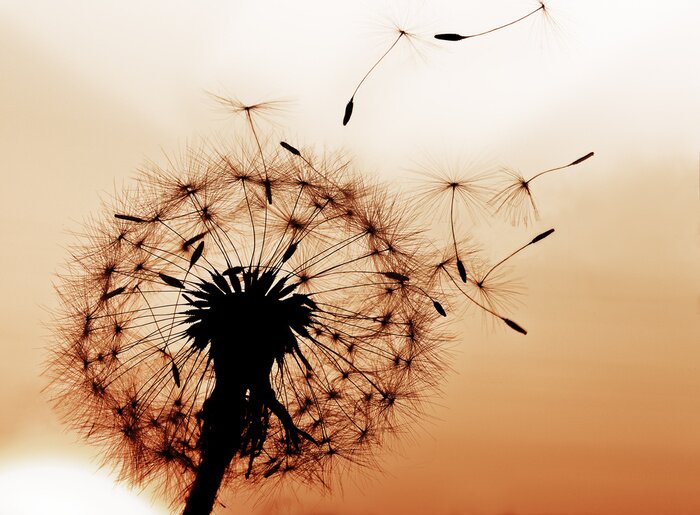 Fotobehang Paardenbloem op een oranje achtergrond