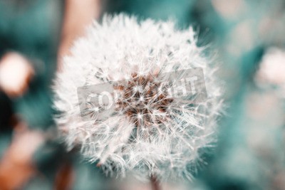 Fotobehang Paardenbloem op een wazige achtergrond