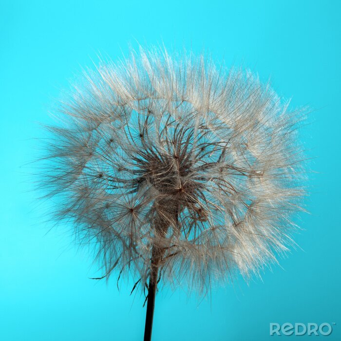 Fotobehang Paardenbloem op turquoise achtergrond