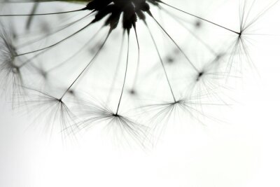 Fotobehang Paardenbloem van dichtbij