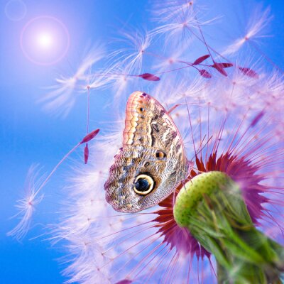 Fotobehang Paardenbloem vlinder en zon