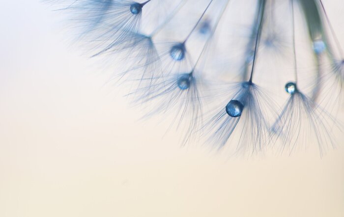 Fotobehang Paardenbloem zaden en blauwe druppels