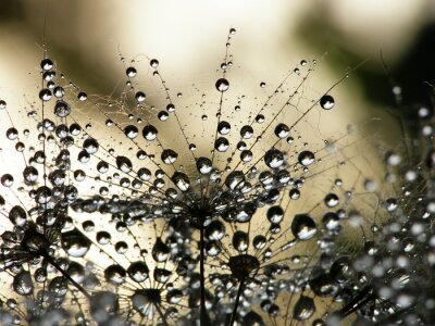 Fotobehang Paardenbloem zaden in een spinnenweb