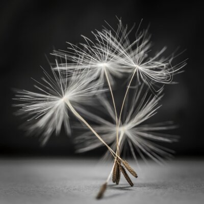 Fotobehang Paardenbloem zaden macro