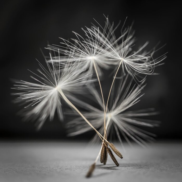 Fotobehang Paardenbloem zaden macro