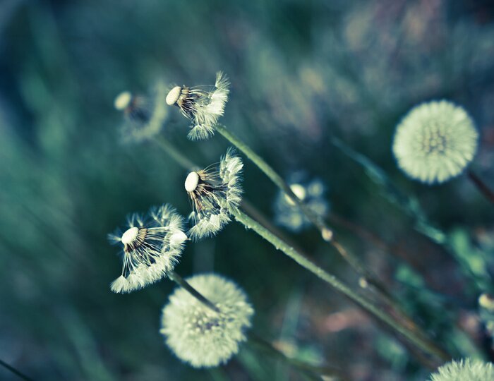 Fotobehang Paardenbloemen groen gras