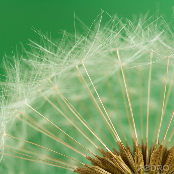 Fotobehang Paardenbloemen op groen
