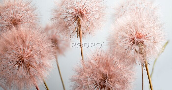 Fotobehang Paardenbloemkoppen op de foto