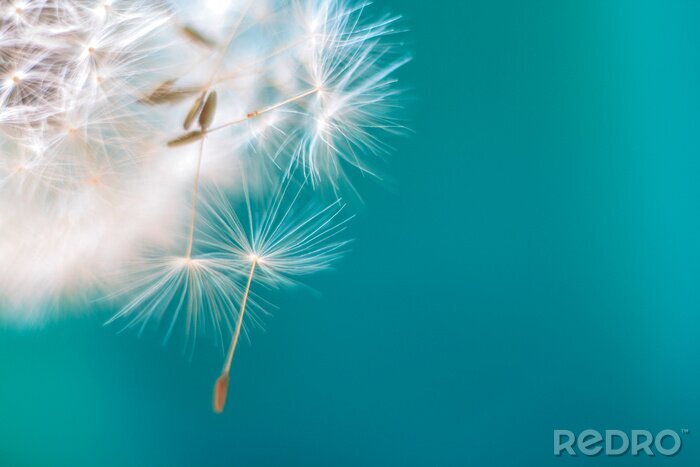 Fotobehang Paardenbloemzaden op een licht turquoise achtergrond