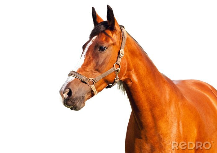 Fotobehang Paardenhoofd met donkere pony en donkere ogen
