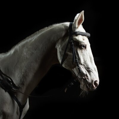 Fotobehang Paardenhoofd verlicht