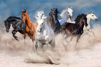 Fotobehang Paardenkudde loopt in woestijn stofstorm
