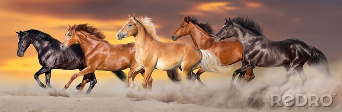 Fotobehang Paardenraces in galop