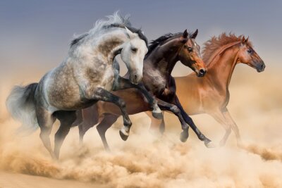 Paardkudde run in wolken van stof