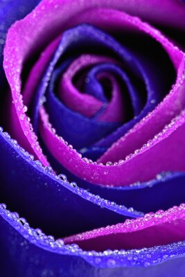 Fotobehang Paars-blauwe roos