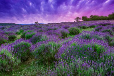 Fotobehang Paars landschap met een veld