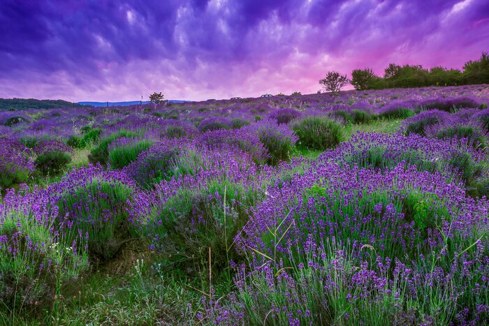 Fotobehang Paars landschap met een veld