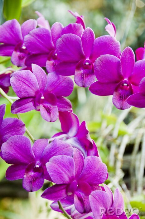 Fotobehang Paarse bloemen