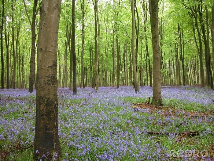 Fotobehang Paarse bloemen en bos natuur