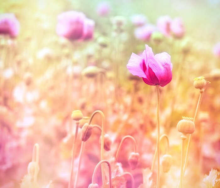 Fotobehang Paarse klaprozen