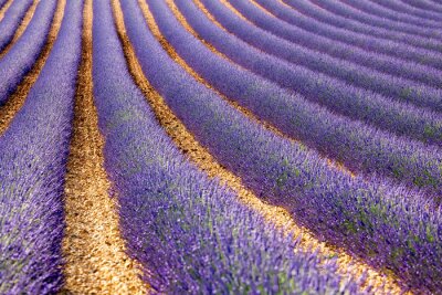 Fotobehang Paarse lavendel op een plantage