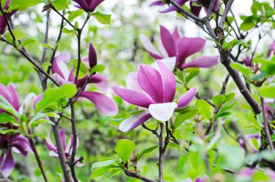 Fotobehang Paarse magnolia en groene bladeren
