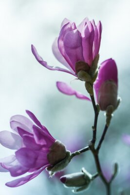 Fotobehang Paarse magnolia in de tuin