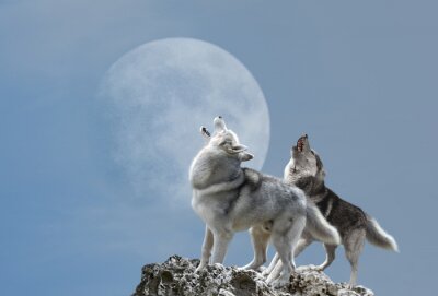 Fotobehang Paartje huilende wolven naar de maan