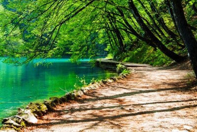 Fotobehang Pad buurt van een bos meer in Plitvice Lakes National Park, Kroatië