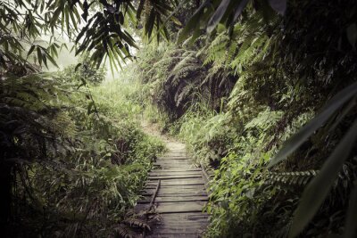 Fotobehang Pad door de tropische jungle