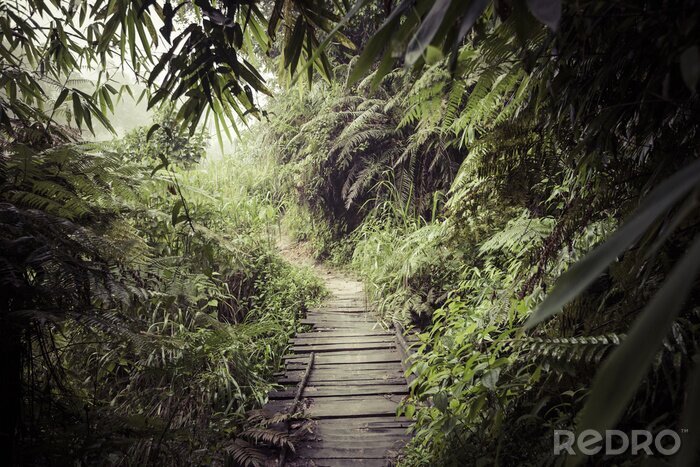 Fotobehang Pad door de tropische jungle
