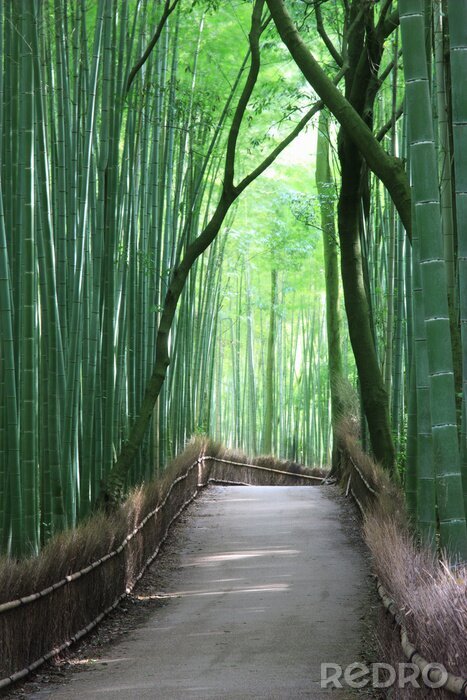 Fotobehang Pad in het bamboebos