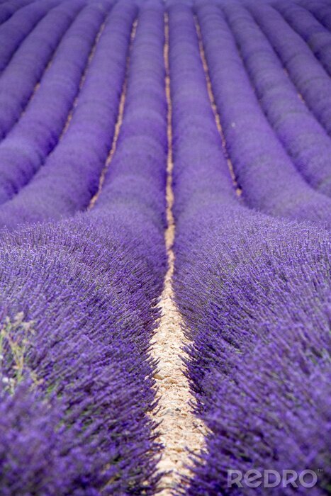 Fotobehang Pad tussen een lavendelveld