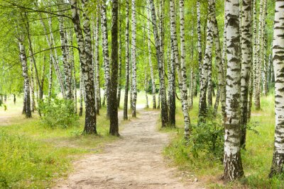 Fotobehang Paden in het berkenbos