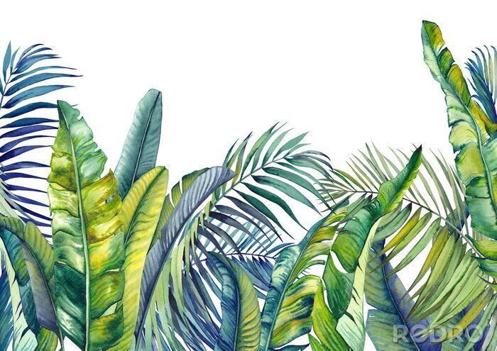 Fotobehang Palm- en bananenbladeren