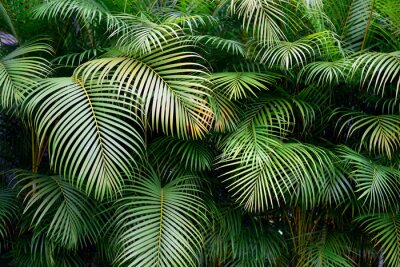 Fotobehang Palmbladeren bij daglicht