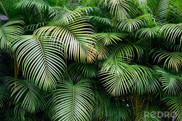 Fotobehang Palmbladeren bij daglicht