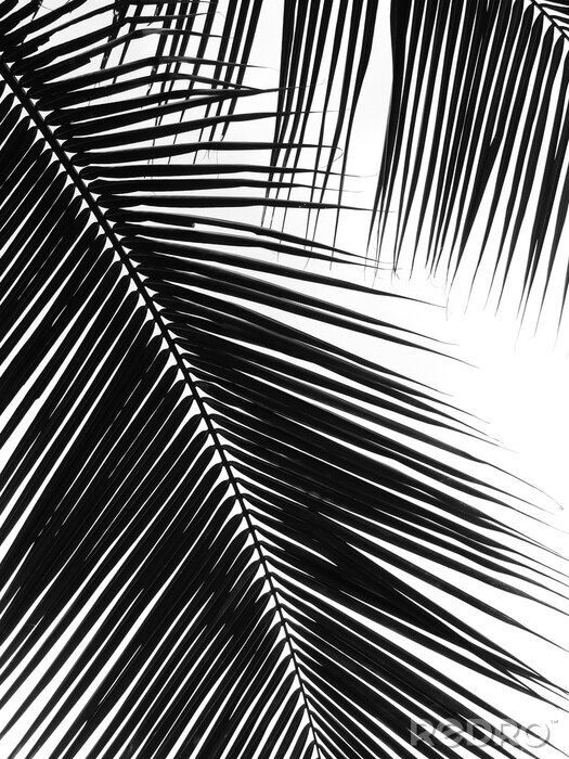 Fotobehang Palmbladeren close-up