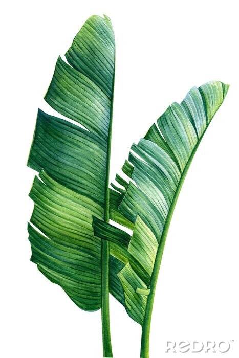 Fotobehang Palmbladeren groen