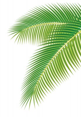 Palmbladeren illustratie geïsoleerd op een witte achtergrond