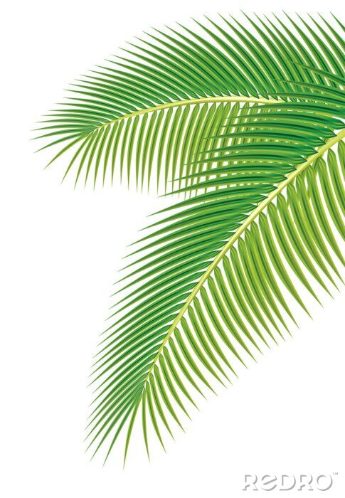 Fotobehang Palmbladeren illustratie geïsoleerd op een witte achtergrond