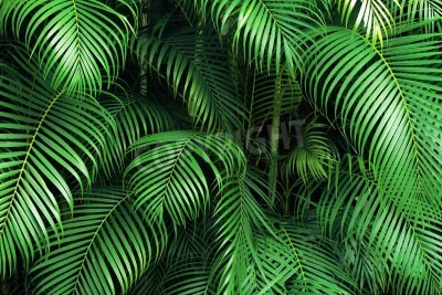 Fotobehang Palmbladeren in de jungle
