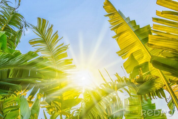 Fotobehang Palmbladeren in de zon